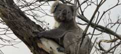 El emblemático koala es una de las muchas criaturas que se enfrentan a una extinción inminente.