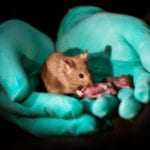 Top 10 Genetic Feats And Finds Made By Chinese Scientists