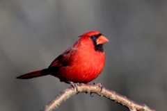 Cardinal