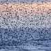 Starling Blur by Alan MacKenzie