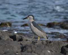 Ocean Bird taken on 2023-02-11T10:30:08-08:00 by Kathy Andrada