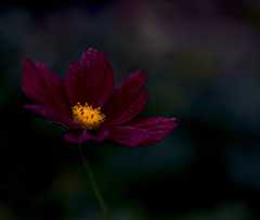 Red Cosmos
