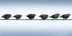 A neat row of starlings