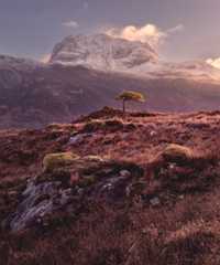 Lone Tree at Slioch