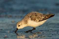 Sanderling