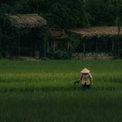 Working in the Rice Fields