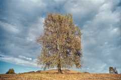 Italian Diary (analog) 454 "Birke" - "Birk" - "Betulla"