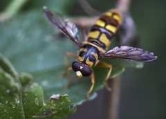 Yellow Jacket Hover Fly