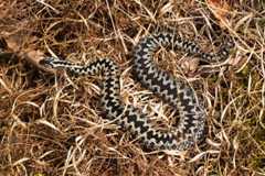 Adder