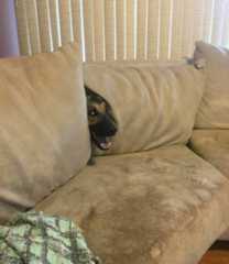 68d13315ad70d_hilarious-pets-hid