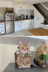 68d13864b0fe0_hilarious-pets-hid(2)