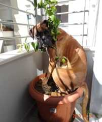 68d10afb227a8_hilarious-pets-hid