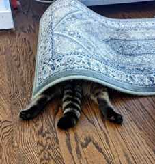 68d1109338028_hilarious-pets-hiding__700