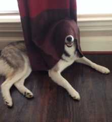 68d10b2204cd5_hilarious-pets-hiding__700