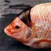 fisyu