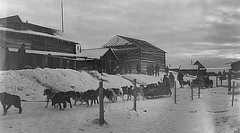 Long line of dogs pulling a sled in the snow in front of several log buildings.