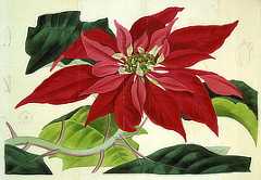 Illustration shows the details of an open poinsettia flower surrounded by red and green leaves.