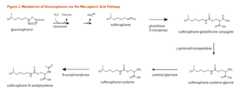 Figure 2. Metabolism of Glucoraphanin via the Mercapturic Acid Pathway. Glucoraphanin is converted to sulforaphane (via myrosinase),  converted to sulforaphane-gluathione conjugate (via glutathione S-transferase), metabolized to sulforaphane-cysteine-glycine via gamma-glutamyltranspeptidase, then converted to sulforaphane-cysteine (via cysteinyl-glycinase), and then sulforaphane N-aceylcysteine (via N-acetyltransferase).