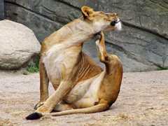 Algorithms from scratch