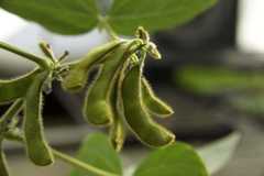 Soybean Dataset