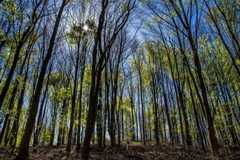 Tune Random Forest in R