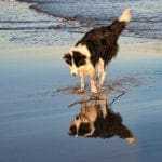 Photo of a dog at the beach.