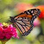 Training-validation-test split and cross-validation done right Cross validation