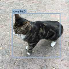 I'm pretty sure that's not a dog...