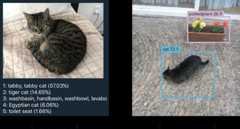 Classification vs. object detection