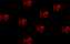 Virtual Boy Wario Land