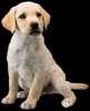 Labrador's Spirit sprite from Super Smash Bros. Ultimate