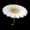 Daisy Glider