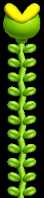 A vine