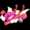 Cupid's Arrow