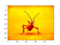 images