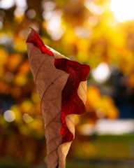 Photo credit: Yabez Jackson