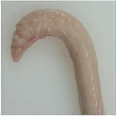 Animals 06 00025 g002