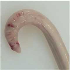 Animals 06 00025 g003