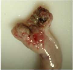 Animals 06 00025 g007