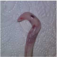 Animals 06 00025 g008