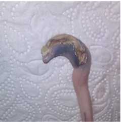 Animals 06 00025 g009