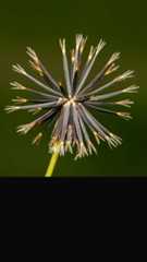 Picão-preto: propriedades, combate na lavoura e usos medicinais