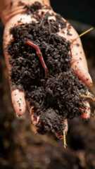 Compostagem: a técnica barata que melhora o solo e reduz o lixo