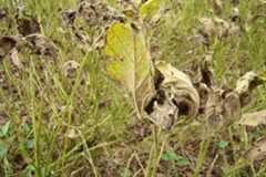 Brasil registra primeiros casos de ferrugem asiática na safra de soja 25/26; veja onde