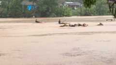 Gado é resgatado por caiaques durante enchente em SC