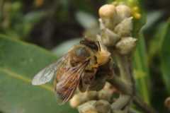 an image of Apis mellifera