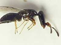 Fig Wasp - Agaoninae