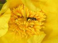 Reed Bee, Hymenoptera