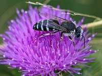 Bembix wasp covered in pollen