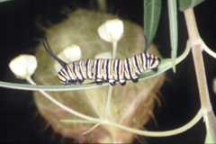Caterpillar, Danaus plexippus